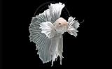 Swimming Creatures™ Betta Live Freshwater Aquarium Fish (Male Dumbo Ear White)