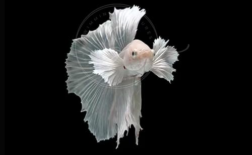 Swimming Creatures Betta Fish Male Dumbo Ear White