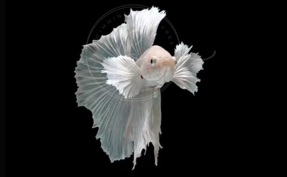Swimming Creatures Betta Live Freshwater Aquarium Fish (Male Dumbo Ear White)