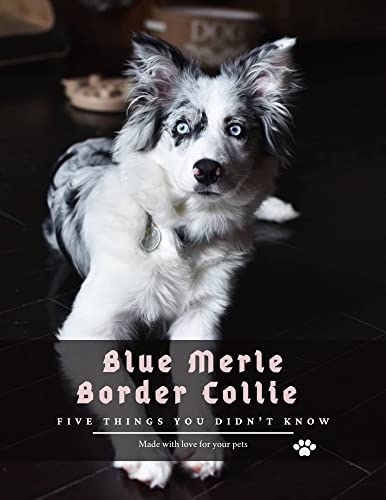 Blue Merle Border Collie : Five Things You Didn’t Know