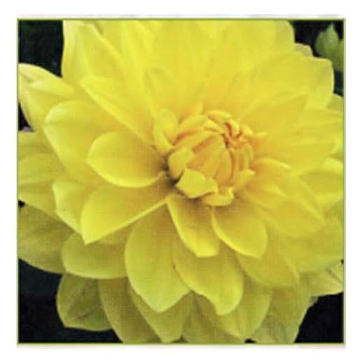How to Grow Dahlias: A Comprehensive Guide 8 American Sun Dahlia - 5 Gallon Size Bare Root Tuber