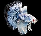 Super Delta Betta Male - Assorted Color - Live Freshwater Aquarium Fish