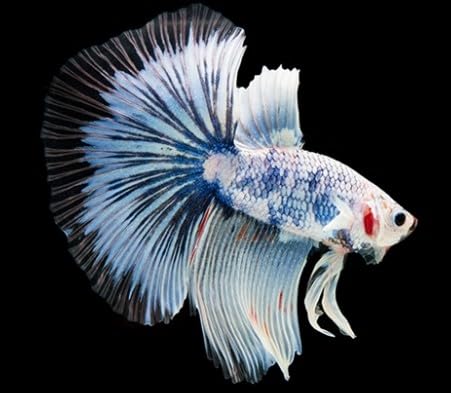Super Delta Betta Male Fish - Assorted Colors