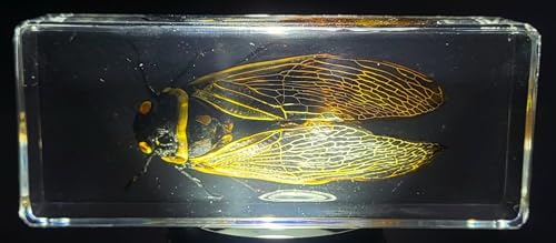 Image of 4.3 inch Real Giant Coconut Cicada in Crystal Clear Lucite Resin Paperweight Specimen Preserved Angamiana Floridula Taxidermy Collection for Biology Science Education & Desk Ornament Display Supplies
