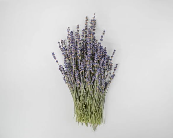 Super Blue Royal Velvet Lavender Bunch, Dried English Lavender, Deep Lavender Blooms, Wedding Flowers, 8-10 Inches, Case of 20 Bunches