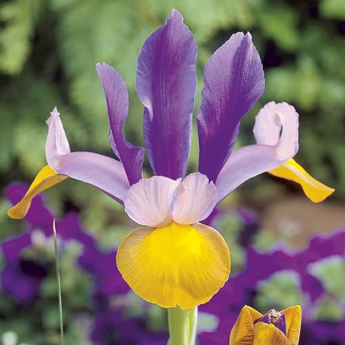 Votaniki Iris Hollandica Frans Hals - Stunning Dutch Iris with