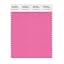 Pink Carnation
