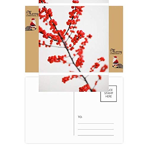 Photos de Père Noël branche rouge pour réveiller la magie de l'enfance