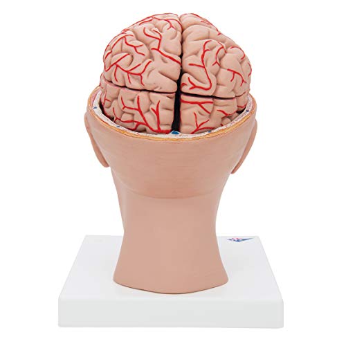 Image of 3B Scientific C25 Deluxe Brain w / Arteries on base of head 8-part - 3B Smart Anatomy