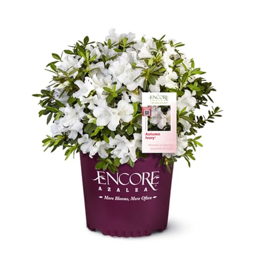 Perfect Plants Encore Autumn Ivory Azalea in 1 Gallon Pot | Live Flowering Shrub for Outdoor Landscapes | Evergreen | Perfect for Foundations & Hedges | Reblooming White Flowers | Zones 7-10