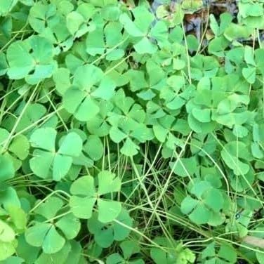 Daun Semanggi - Marsilea crenata Presl Dried Leaf (600 gram)