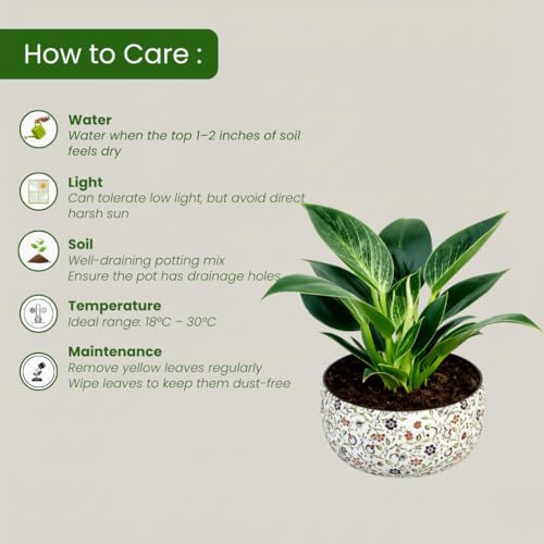 Image of Amulya Farms Indoor Plants for Home | Philodendron Birkin Live Plant in Floral Print Metal Pot | Low Maintenance Air Purifying Plants For Home.