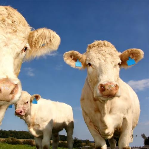Marques auriculaires identification animale étiquettes vierges PE bétail - 7