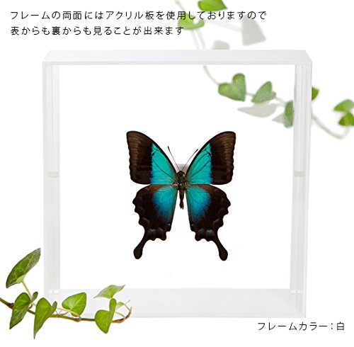週末セール　蝶の標本 多種類 フレーム付き liscaf3017-2.jpg