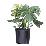 United Nursery Monstera Deliciosa – Swiss Cheese Plant in 10” Grower Pot – 24–28 Inches Tall – Tropical Air-Purifying Indoor Plant with Split Leaves – Easy-Care Greenery for Home or Office