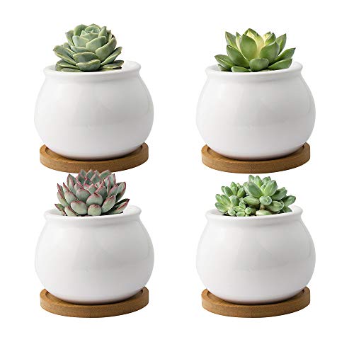 FairyLavie Succulent Pots, 3.5'' Fat Round Succulent Plant Pots with Drainage and Trays, Great for Home Decor and Ideal Gift, Set of 4 FairyLavie Succulent Pots, 3.5'' Fat Round Succulent Plant Pots with Drainage and Trays, Great for Home Decor and Ideal Gift, Set of 4