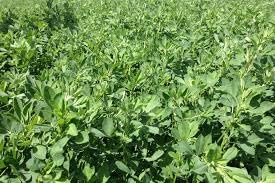 5 lb. Alfalfa Seed Deer Wildlife Forage Grazing Food Plot Seed