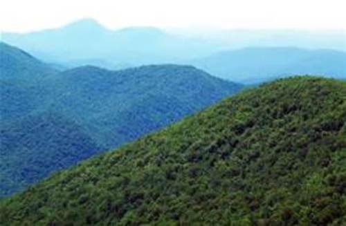 Evergreen Transplant Seedlings 6" To 8" Tall Qty-22 #TOP3