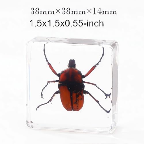 Image of Bulk 20pcs Taxidermy Insects, Bug Specimens in Resin Preserved, Science Educational Classroom Specimens, Clear Acrylic Sealed for Closer-Look & Study, Unique Amazing Great Gift (1.5x1.5x0.55-inch)