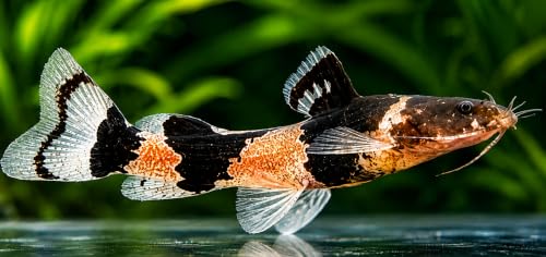 3 Pack - Bumblebee Catfish Community Live...