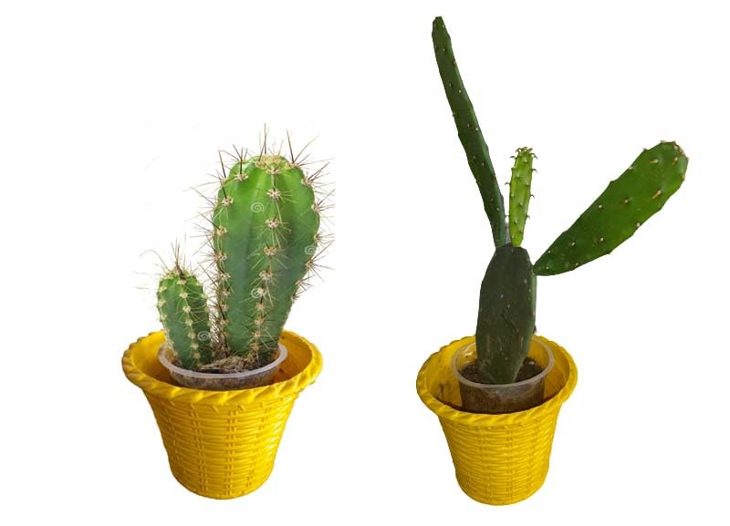 Live Cactus Plants Small Quantity-2 Plants (Small Cactus) succulent ornamental plant in Biodegradable grow bag (B0CKT5332J) Amazon Price History, Amazon Price Tracker