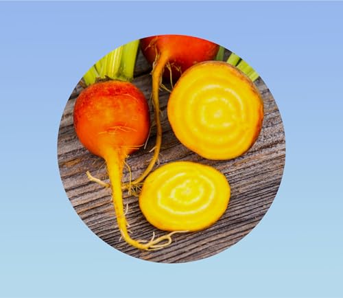 120 Graines Betterave 'Burpee's Golden' (Red Burpee Golden) – Root Jaune Orangé Sucrée – Feuilles Comestibles – Variété Originale – Très Facile à Cultiver –