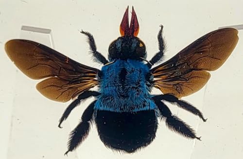 Image of 2.9 inch Real Blue Carpenter Bee Xylocopa Caerulea in Crystal Clear Lucite Resin Specimen Preserved Insect Taxidermy Collection for Biology Science Education & Desk Ornament Display Supplies Paperweight