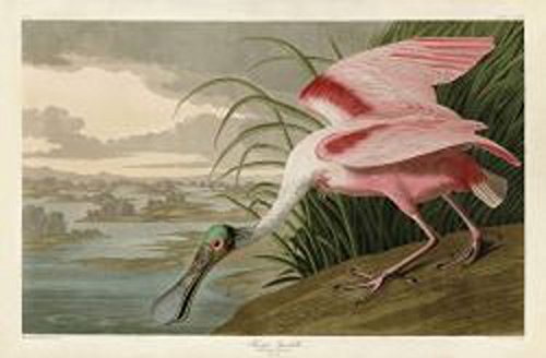 Roseate Spoonbill by John James Audubon Wildlife Bird Animal Nature