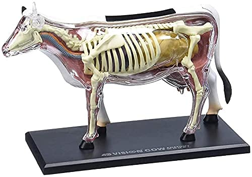 Skelett Anatomie Modell, Tier Anatomie Modell, Kuh Anatomie Modell Mit Abnehmbarem 29-Teil Kuh Organ Anatomie Lehrmodell