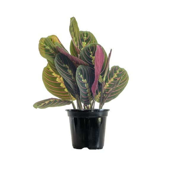 Maranta Leuconeura Tricolor Planta Natural de Hojas Colgantes