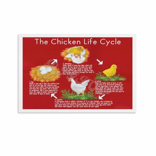 Chicken Life Cycle Poster Chicken Infographic Poster ...