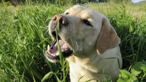 Charley Dog Futterkohle für Hunde, 750ml Beutel, Prämium-Futterkohle für eine gesunde Verdauung, zur Vorbeugung und als natürliche Sofort-Hilfe bei Durchfall, Übersäuerung und Blähungen