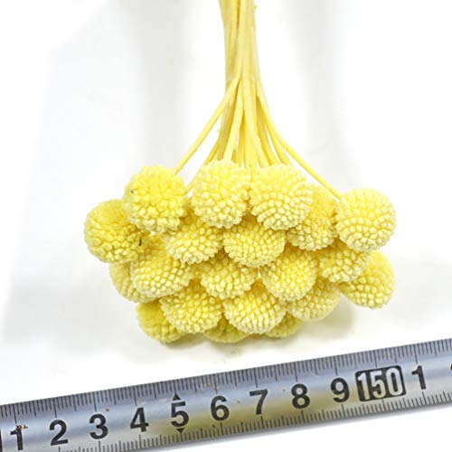 20 tallos flores secas naturales Craspedia miniatura 3