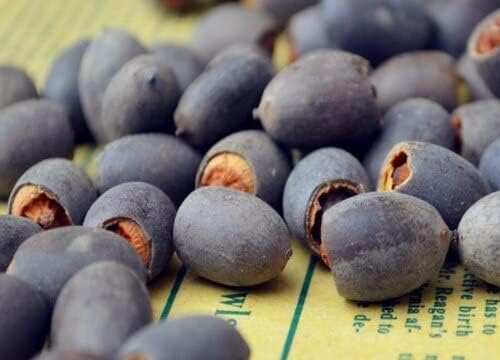 Miniatura 4 de 10 semillas de loto bonsái para plantar, colores mezclados, semillas de flores de lirio de agua