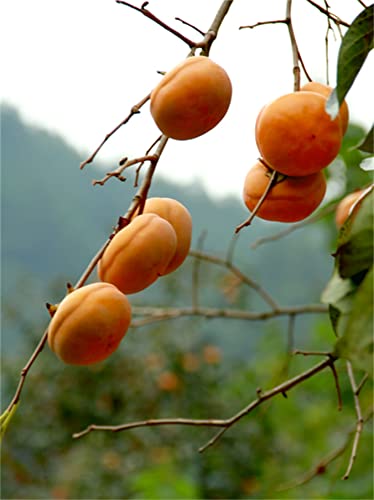 Ohxsm Pcs Common Persimmon Tree Seeds Diospyros Virginiana Fruit Seeds #TOP1