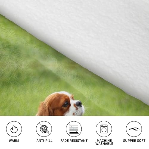 Couverture à capuche Cavalier King Charles pour cocooning - 5