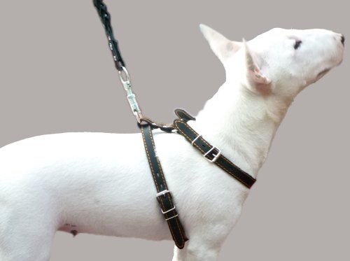 Real Leather Dog Walking Harness Medium Black, 21″ – 26″ Chest Real Leather Dog Walking Harness Medium Black, 21″ – 26″ Chest