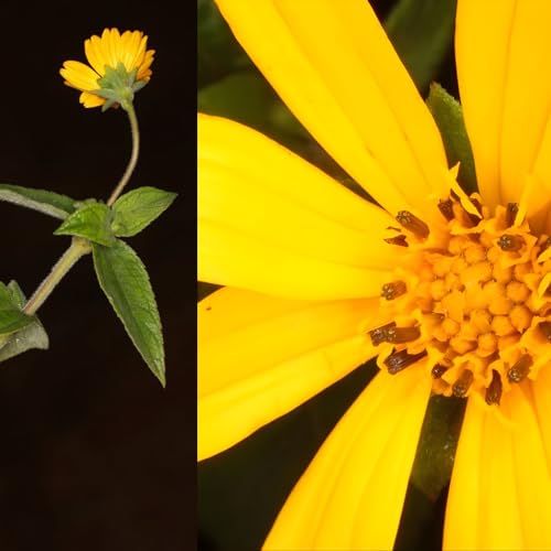 Chimps Discover Antibiotic!