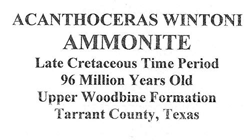Ammonite Acanthoceras Split Polished Fossil Texas 96 MYO w/Label #16248 23o