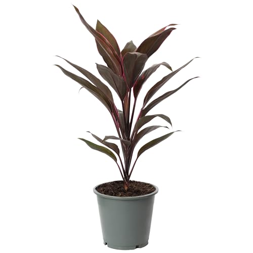 Keulenlilie - echte Zimmerpflanze, Cordyline 'Tango' - Höhe ca. 40 cm, Topf-Ø 12 cm