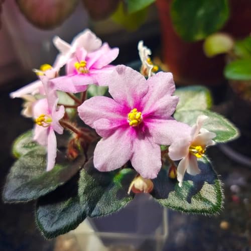 semi di violetta africana, rampicanti resistenti, biologici di violetta africana, decorativi, resistenti all'esterno, 500pcs