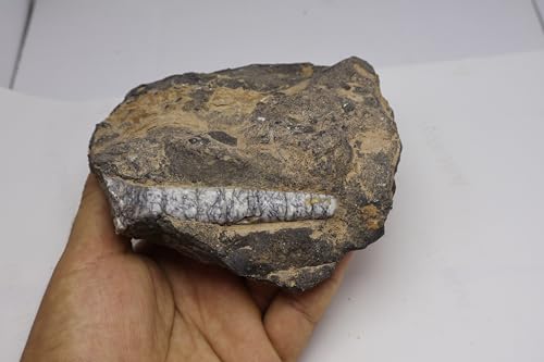 Image of Natural Orthoceras Fossil from Devonian Period Fossil from Morocco A313