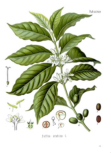 Coffee Bean Plant Seeds HAWAIIA KONA Great House Plant 25 Seeds