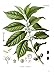 Coffee Bean Plant Seeds ★ HAWAIIA KONA ★ Great House Plant ★ 25 Seeds