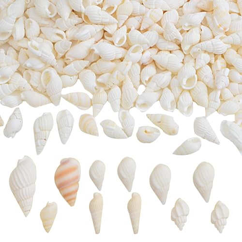 Approx 700pcs Small White Clam Cay Seashells...