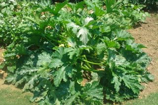 50 Black Beauty Zucchini Summer Squash Cucurbita Pepo Vegetable Seeds #TOP4