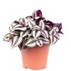 Zebrakraut ‘Smit Silver Sicilian’ – echte Zimmerpflanze, Tradescantia zebrina – Höhe ca. 20 cm, Topf-Ø 12 cm