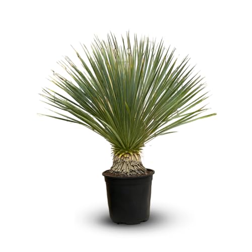 Attitude Jardin - Yucca rostrata - pianta mediterranea - 70-80 cm - ⌀ 22 cm - pianta da esterno