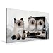 Leinwand · Premium Textil-Leinwand 75 cm x 50 cm quer Crusaders Ragdoll
