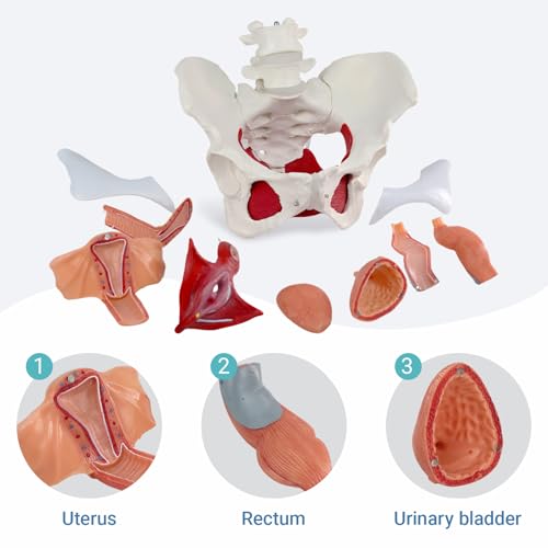 Image of Female Pelvic Floor Muscle Anatomy Model - 6-Part Human Pelvis Model with Removable Uterus, Vagina, Ovaries, Bladder, Rectum - Medical Anatomical Model for Study & Display